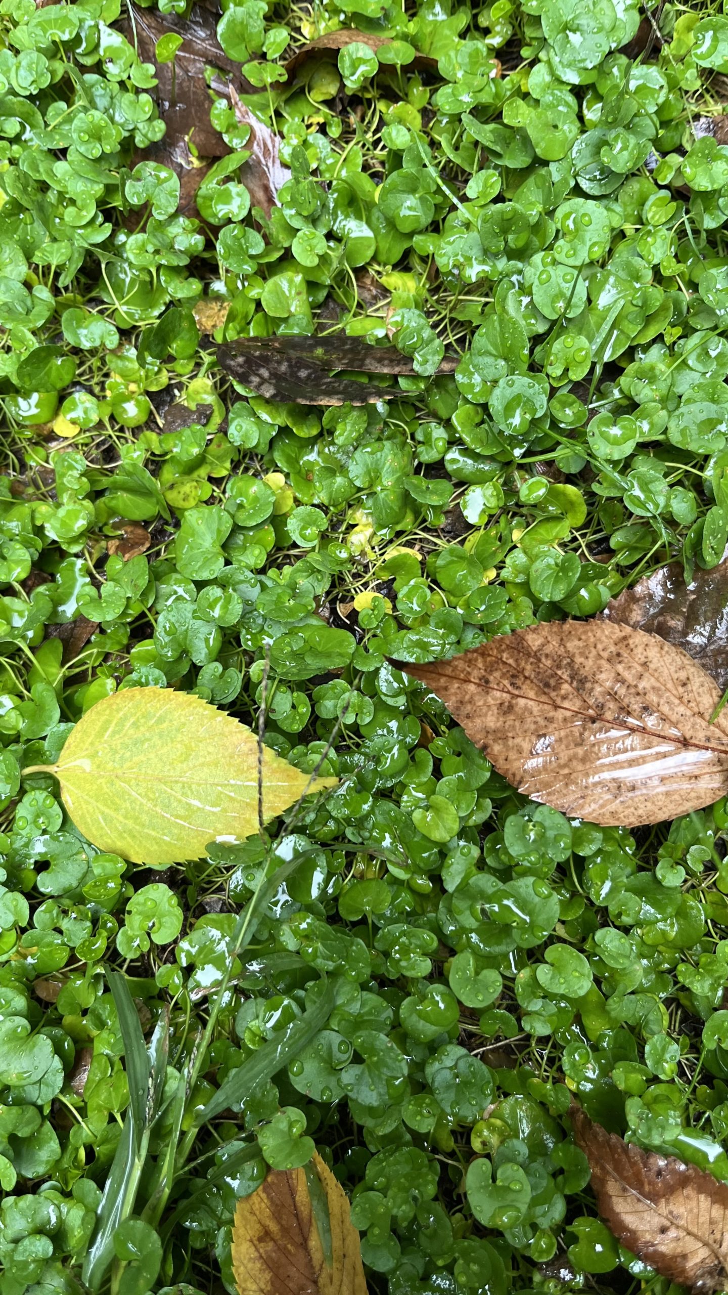 赤ちゃん先生に学ぶ